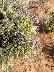 Tylecodon reticulatus