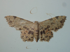 Idaea phaeocrossa
