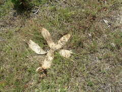 Brunsvigia orientalis