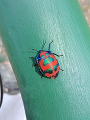 Tectocoris diophthalmus