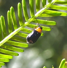 Aporocera