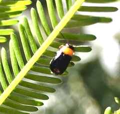 Aporocera