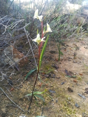 Disperis circumflexa aemula