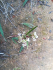 Disperis circumflexa aemula