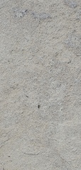Formicinae