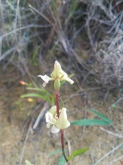 Disperis circumflexa aemula