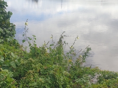 Hibiscus diversifolius