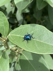 Tectocoris diophthalmus