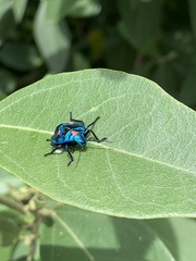 Tectocoris diophthalmus