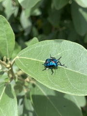 Tectocoris diophthalmus