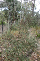 Leptospermum glaucescens