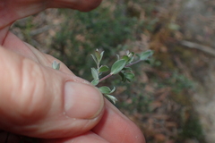 Leptospermum glaucescens