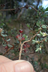 Leptospermum glaucescens