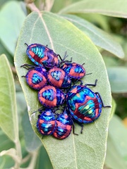 Tectocoris diophthalmus