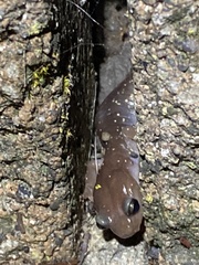 Aneides lugubris