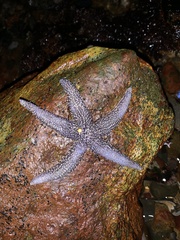Asterias forbesi