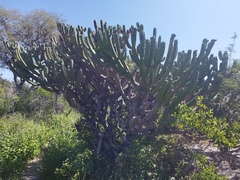Myrtillocactus geometrizans