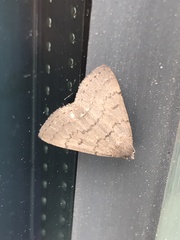 Herpetogramma licarsisalis