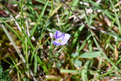 Veronica gracilis