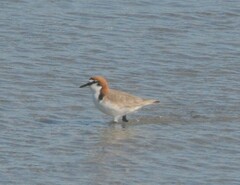 Charadrius ruficapillus