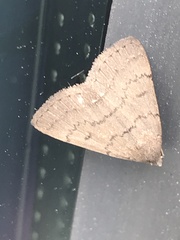 Herpetogramma licarsisalis