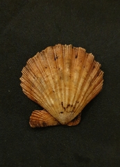 Leptopecten