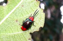 Phyllocharis gracilis