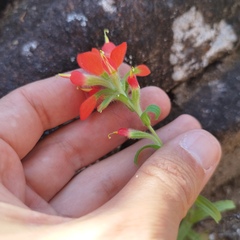 Castilleja scorzonerifolia