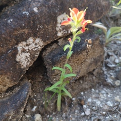 Castilleja scorzonerifolia