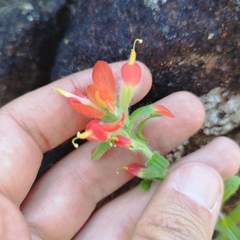 Castilleja scorzonerifolia