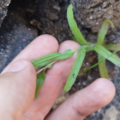 Castilleja scorzonerifolia