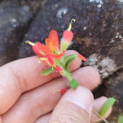 Castilleja scorzonerifolia