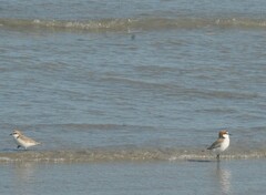 Charadrius ruficapillus