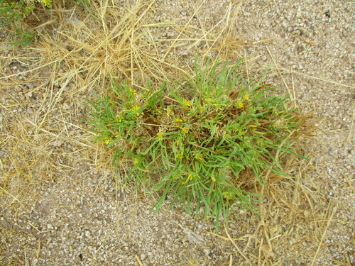 Image of Geigeria ornativa by no rights reserved