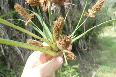 Cyperus thunbergii