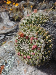Mammillaria karwinskiana karwinskiana
