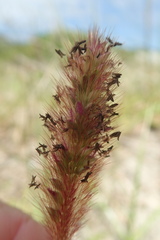 Setaria sphacelata