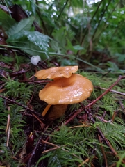 Chrysomphalina chrysophylla