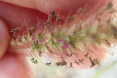 Setaria sphacelata