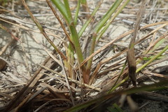 Setaria sphacelata