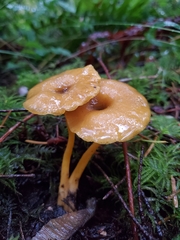 Chrysomphalina chrysophylla