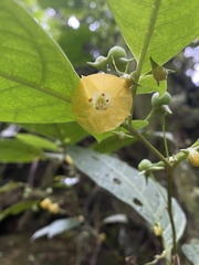 Capsicum lycianthoides
