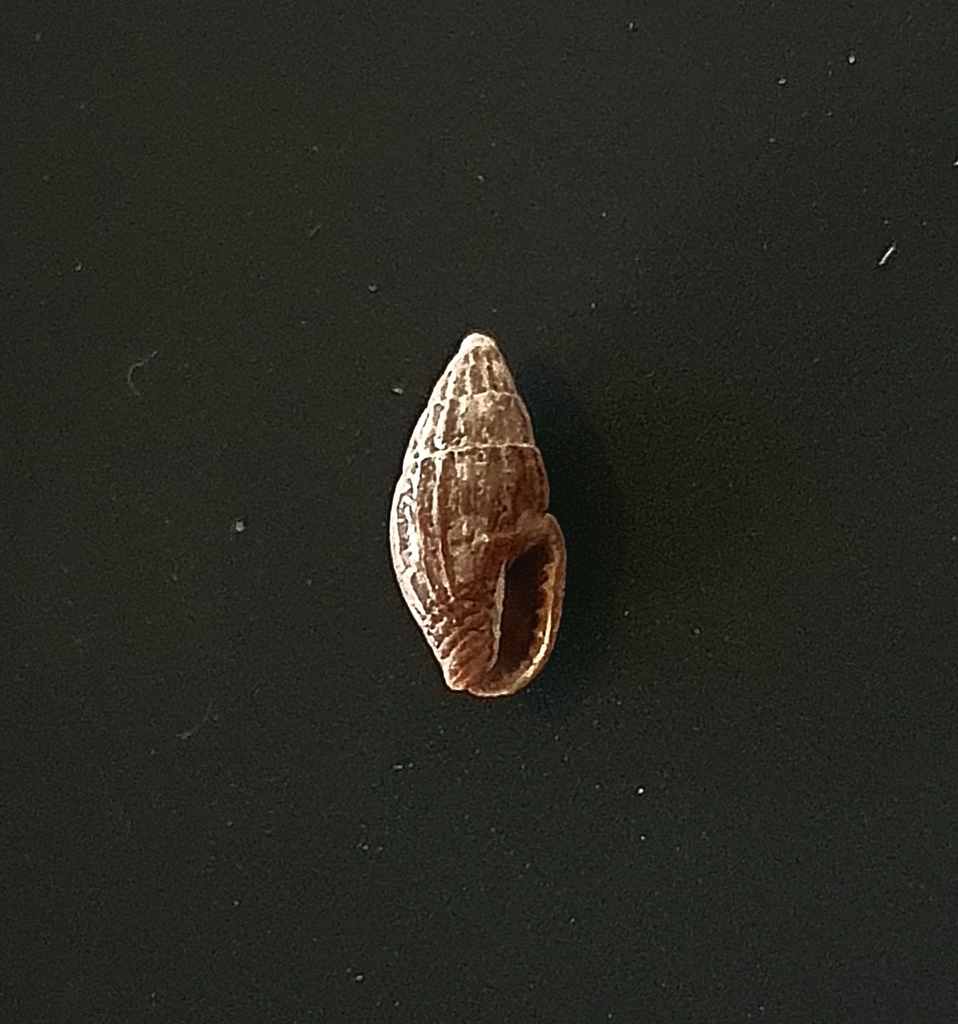 Anachis nigrofusca