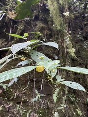 Capsicum lycianthoides