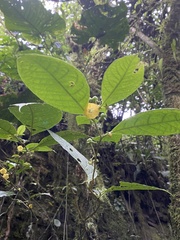 Capsicum lycianthoides
