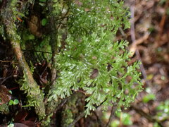 Hymenophyllum demissum
