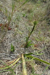 Eulophia speciosa
