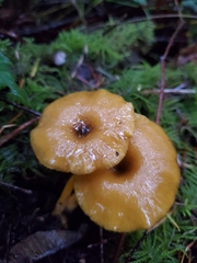 Chrysomphalina chrysophylla