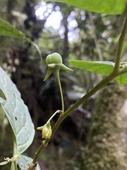 Capsicum lycianthoides