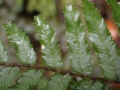 Blechnum filiforme